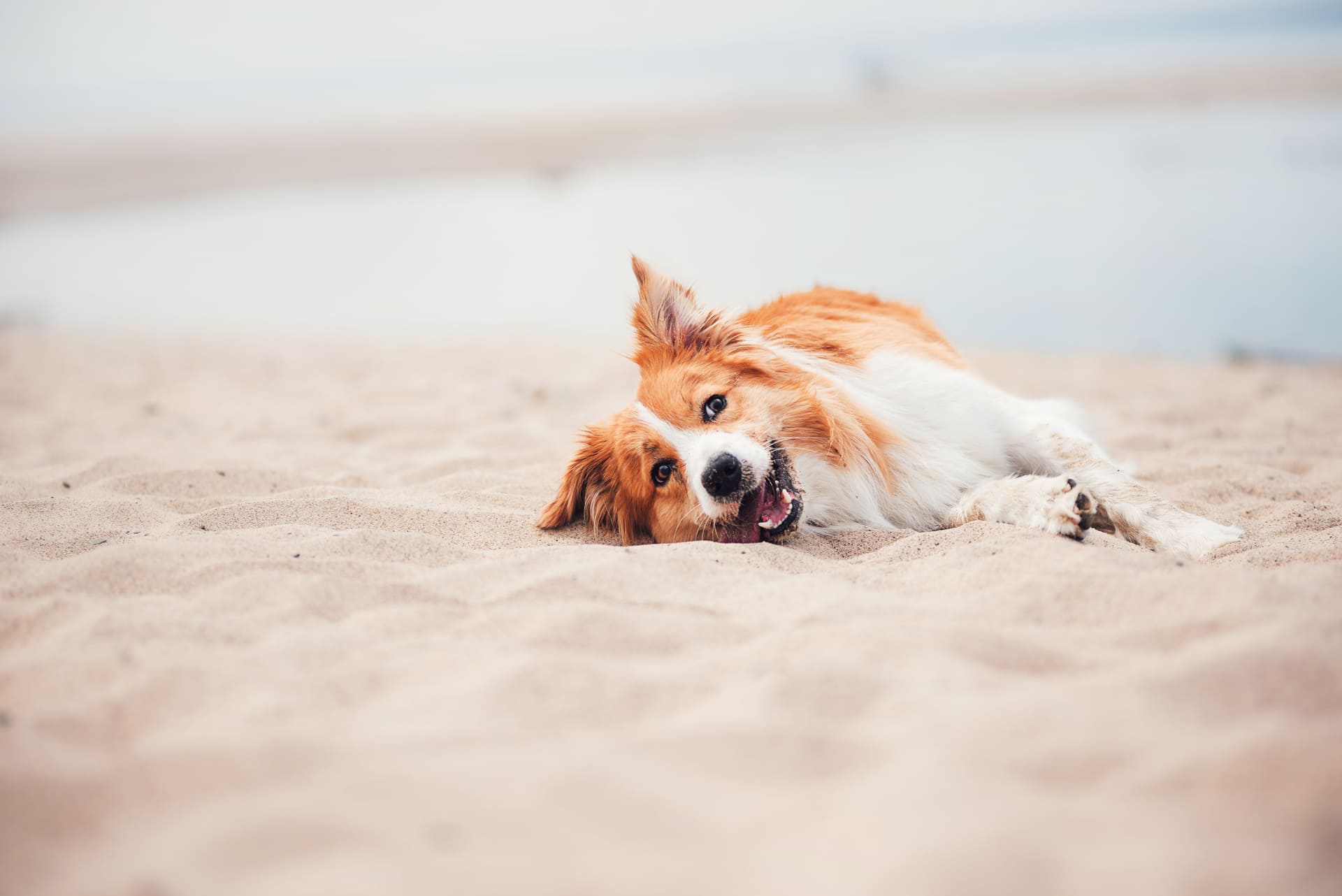 camping dog friendly dans le var