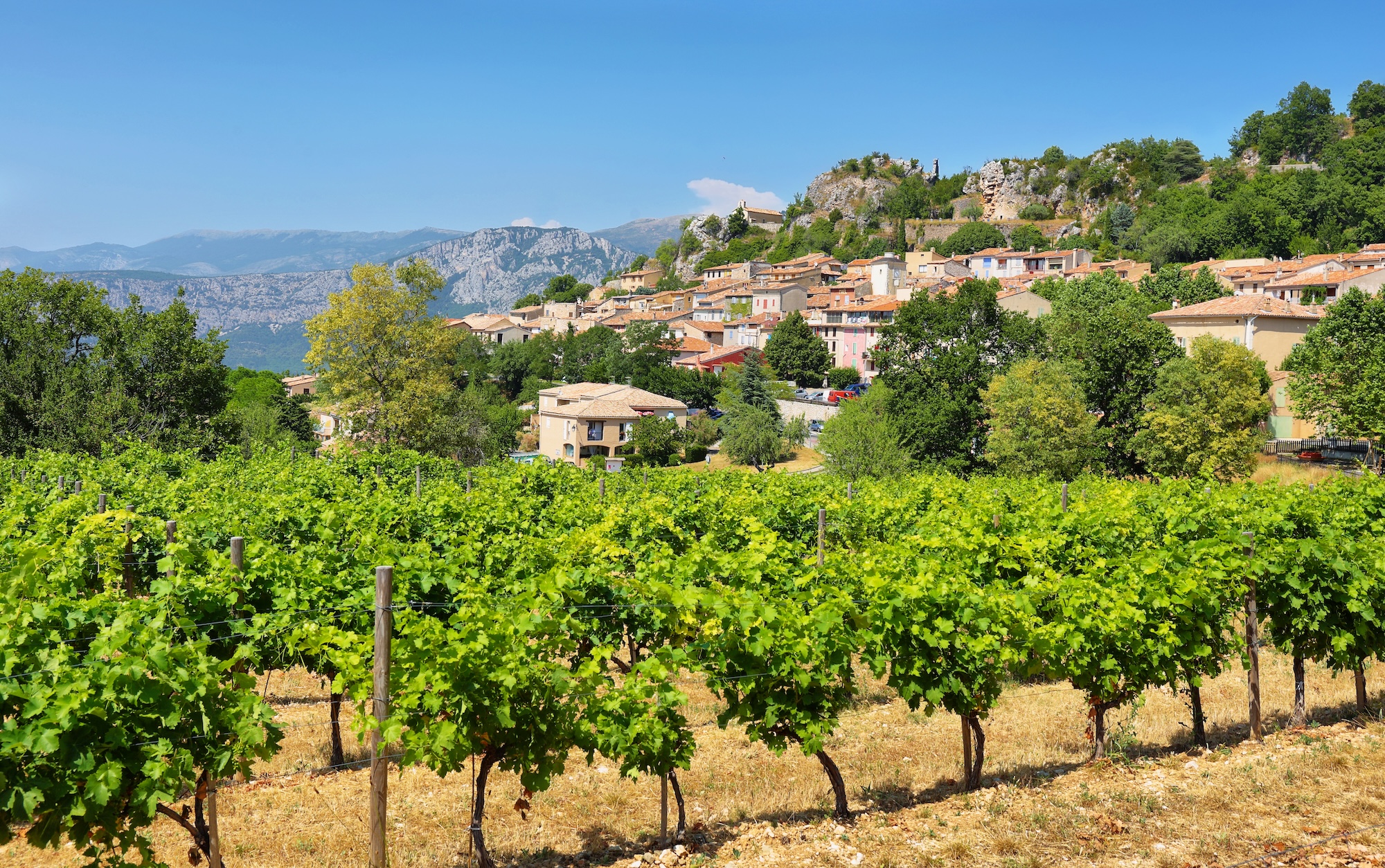vignes var france vin